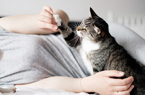 cat playing with owners hand