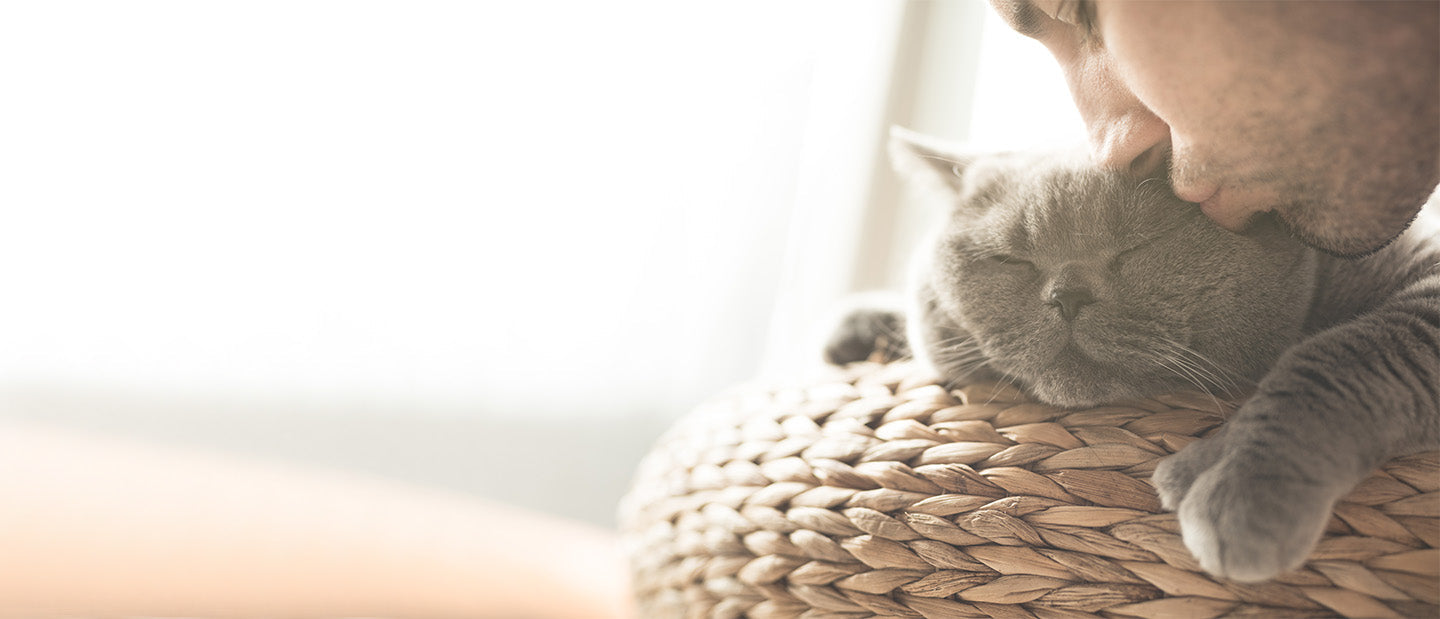 grey cat relaxed on basket
