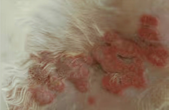 Eosinophilic plaque in a cat