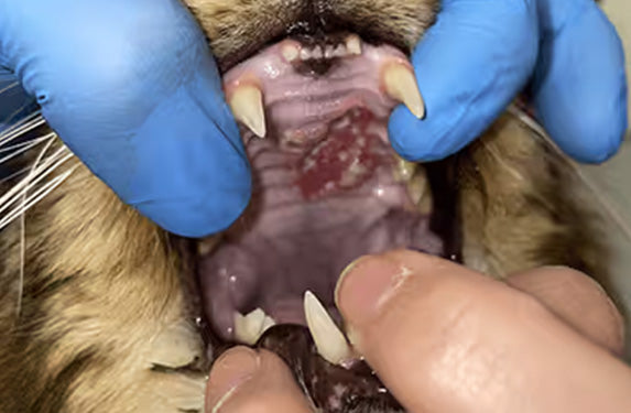 eosinophilic granuloma in a cat's mouth