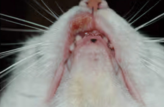Lip ulcer in a cat