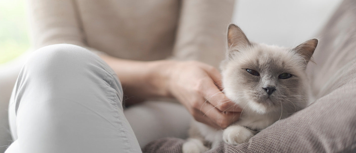 beautiful soft grey cat relaxing