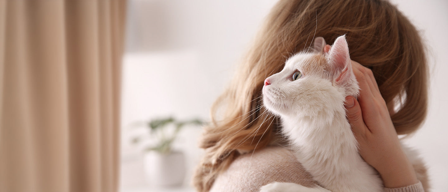 white cat resting on owners shoulder