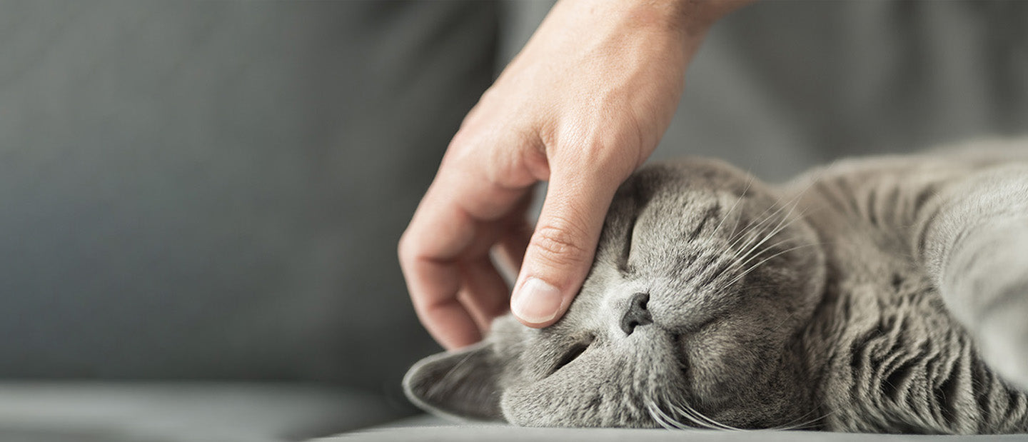 grey cat enjoying head stroke