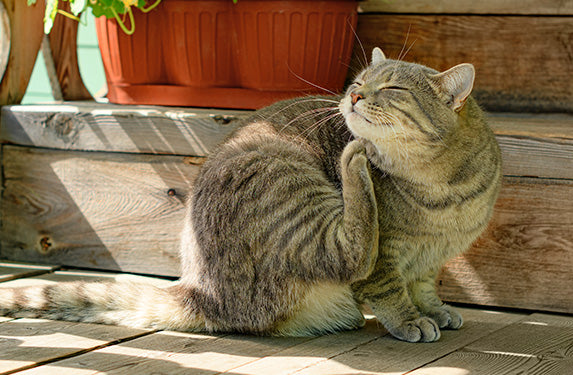 cat scratching his chin