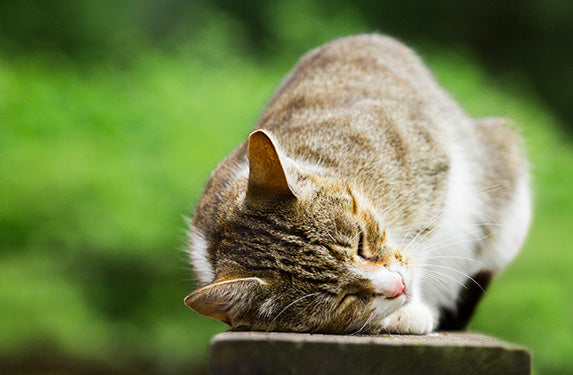 cat scratching face on ground