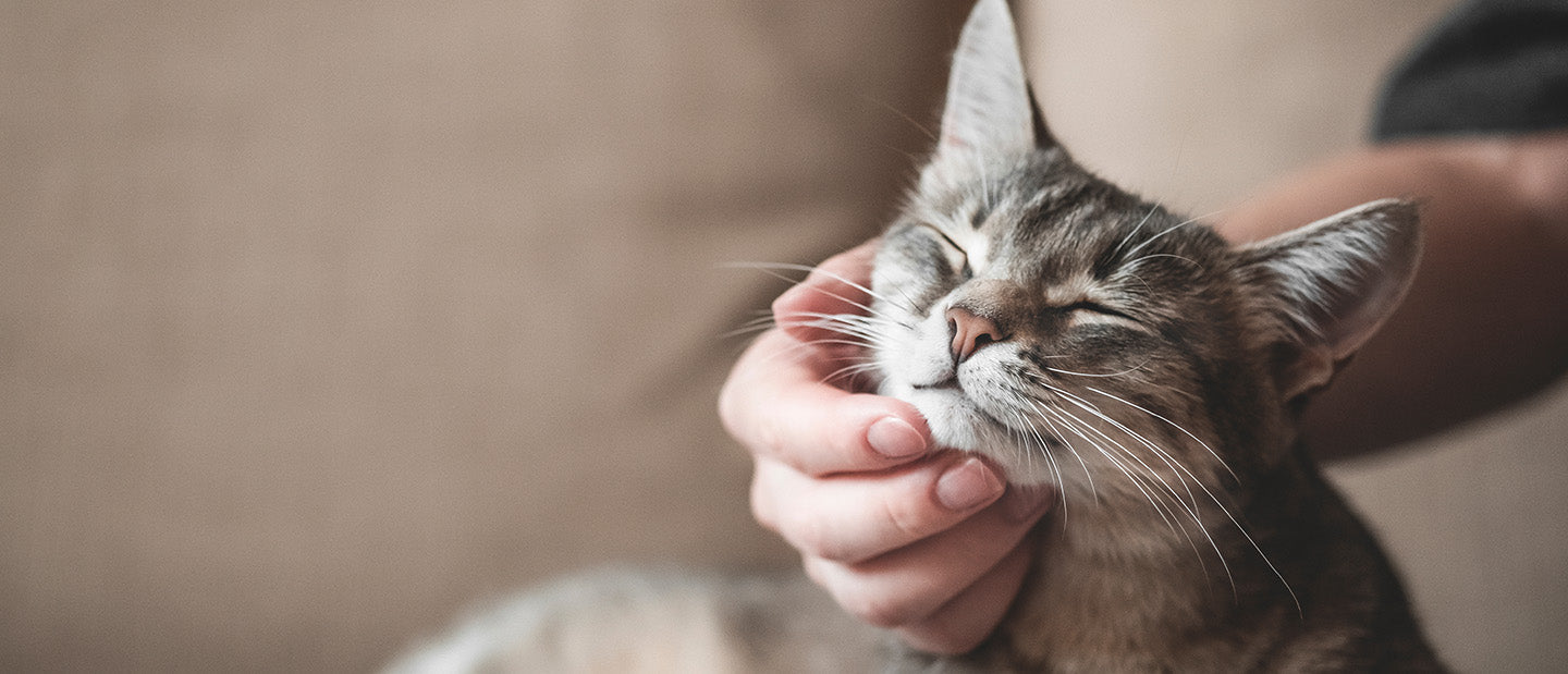 grey tabby cat relaxing in owners hand
