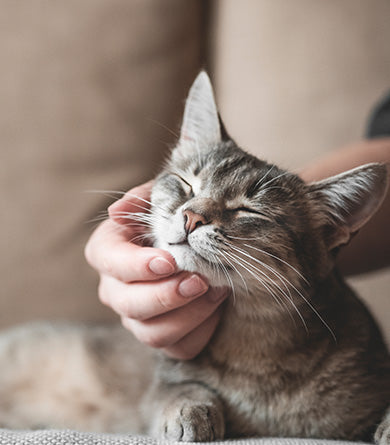 grey tabby cat relaxing in owners hand