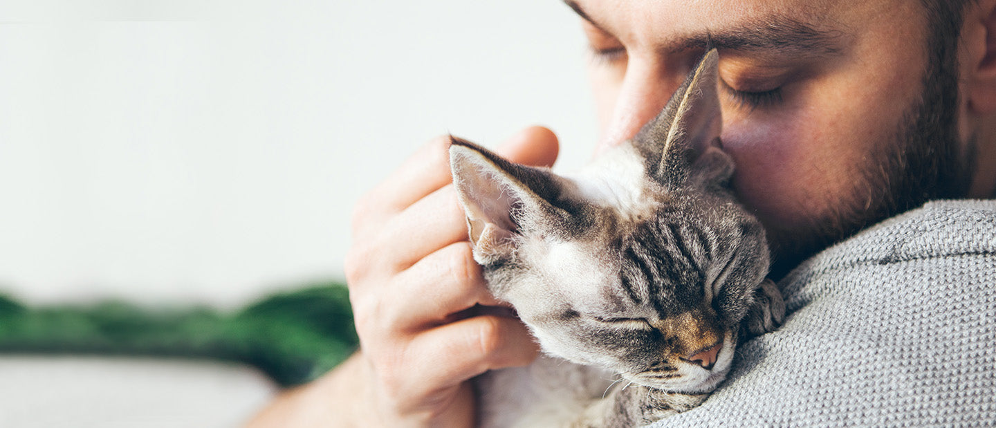 tabby cat cuddles male owner