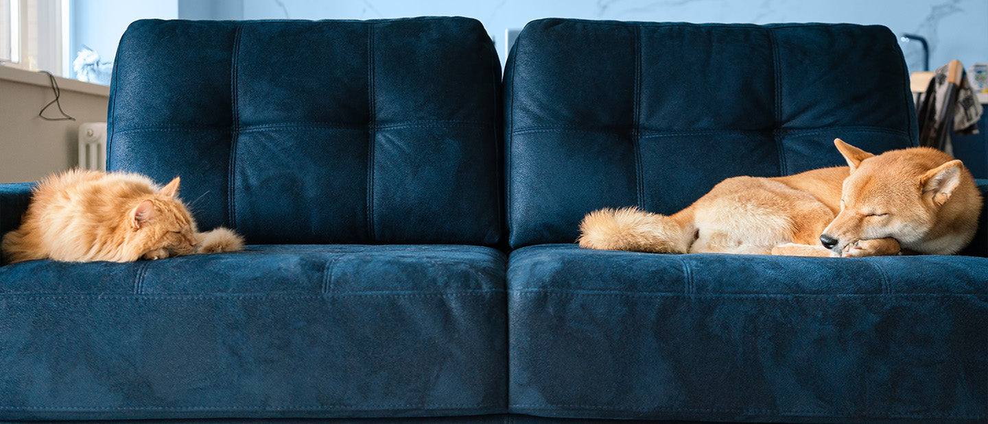 ginger dog and cat on blue sofa