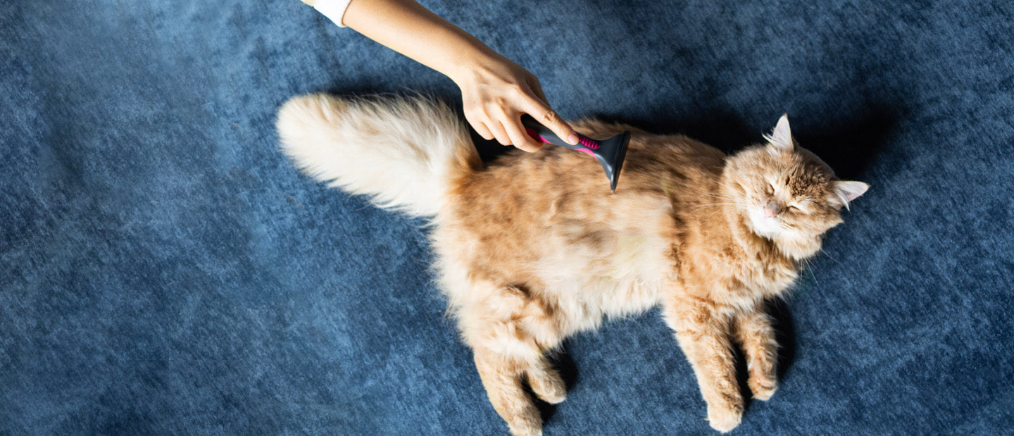 Ginger cat being groomed