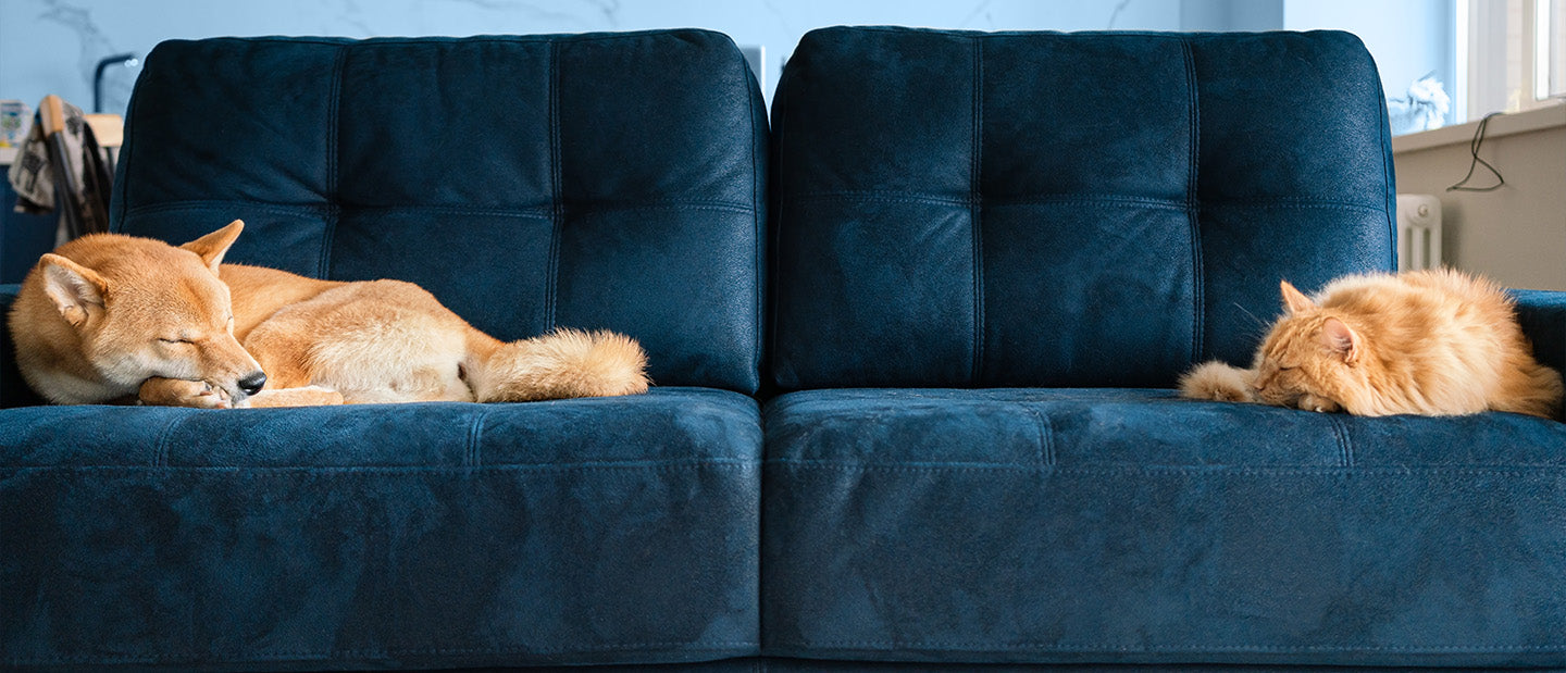 ginger cat and dog on blue sofa