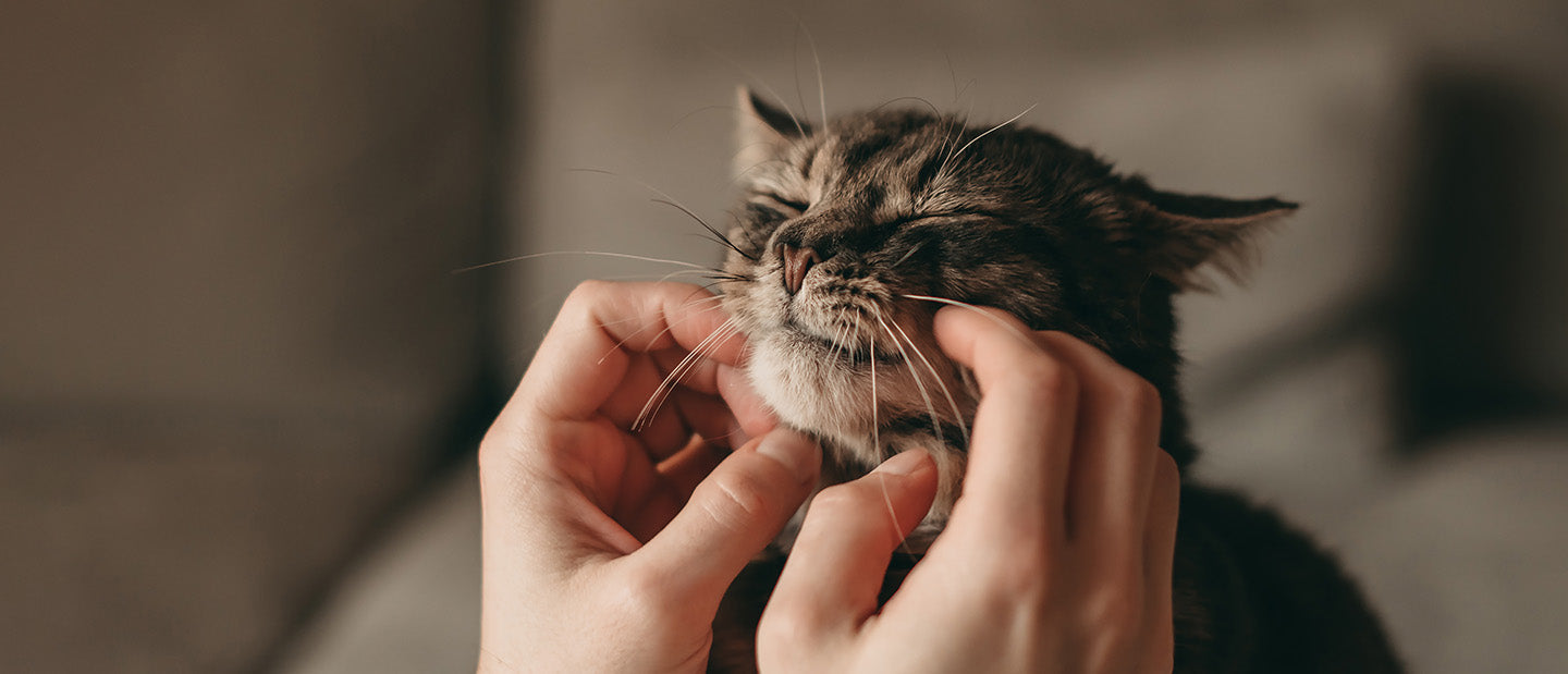 cat enjoying chin scratches