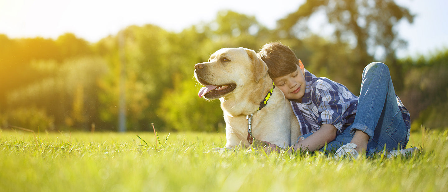 labrador dog with boy in grass