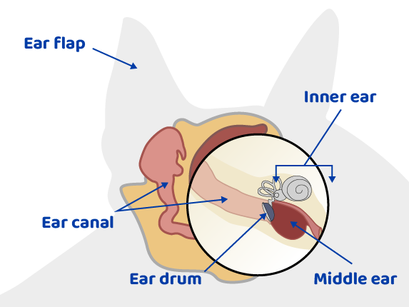 dog ear diagram