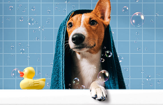 Terrier type dog in bath with towel wrap