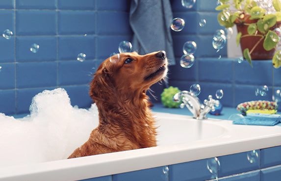 Dog in the bath with bubbles