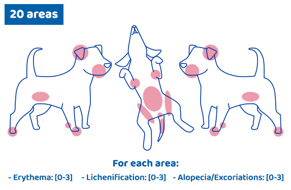 Diagram of common dog skin issues