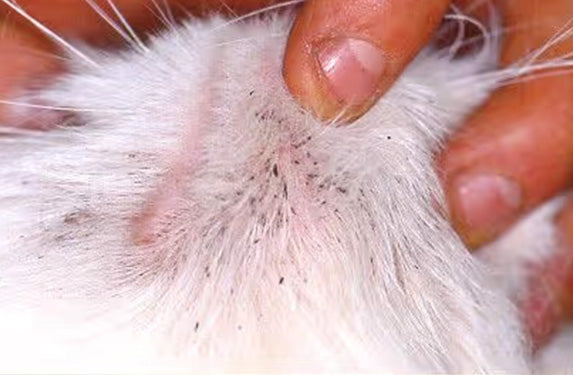 Cat blackheads example