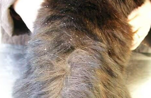 Cat dandruff example