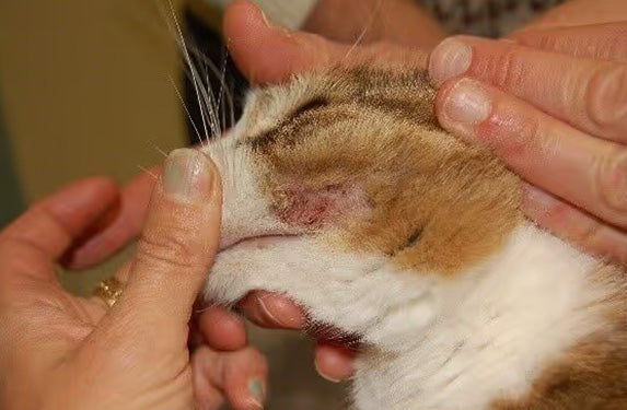 sore on cat cheek
