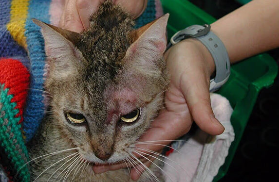 Hair loss and redness in cat's head