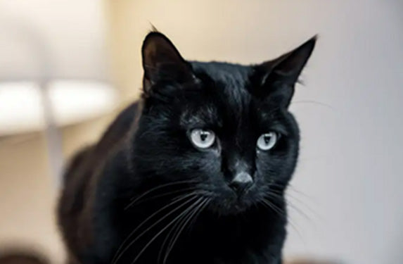 black cat with green eyes