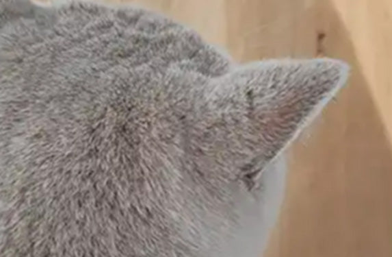 Mild hair loss on the ear pinna of a cat