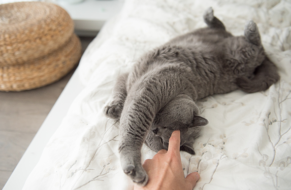 grey cat stretched on bed
