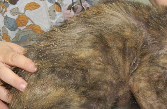 Generalised oily coat in a cat 