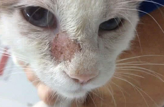 Ringworm lesion on a cat's head
