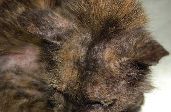 Malassezia infection in a cat