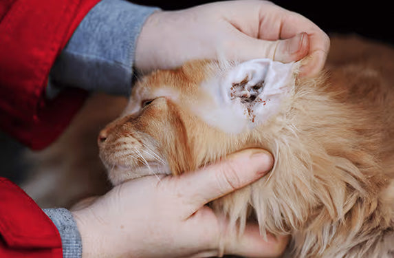 Ear infection in cat, otitis.