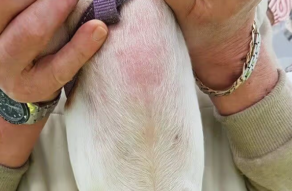 Hair loss and inflammation on the thorax in an allergic dog