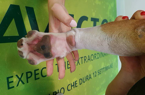 Inflammation and hair loss between the pads