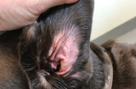 Dog Inflammed ear pinna.