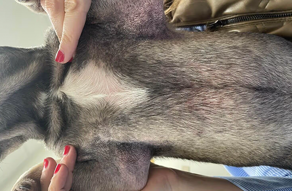 skin hyperpigmentation in a dog