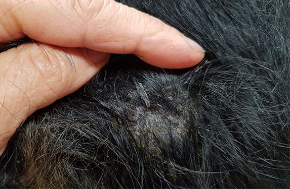 Large oily flakes on dog skin