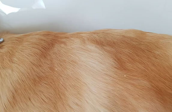 Ichtyosis in a golden retriever dog.