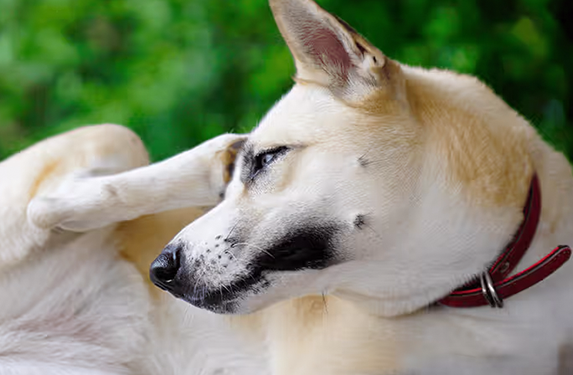 Large dog scratching head