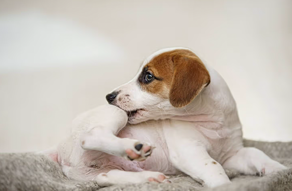 Small puppy biting his leg