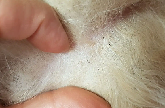 Flea feaces in dog's coat