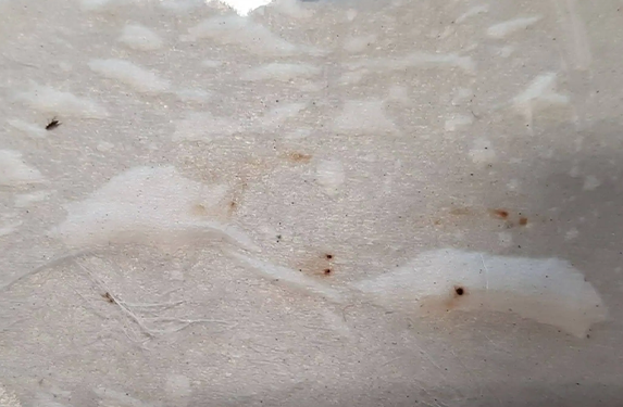 Wet paper test with flea faeces.