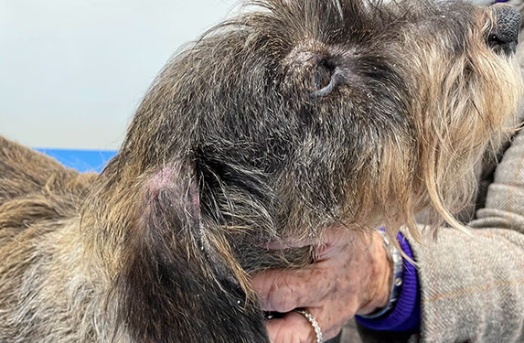 Hair loss, redness, and dandruff linked to scabies in a dog