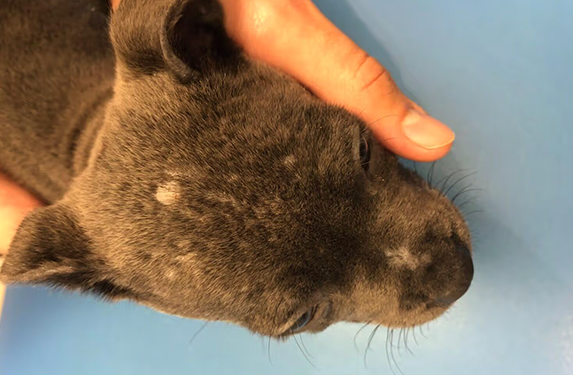 Hair loss, skin dryness on dog