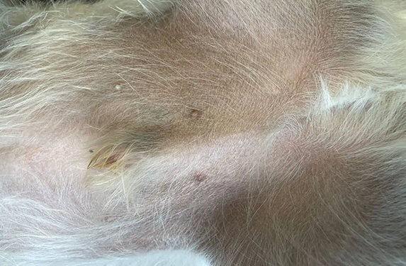 Skin hyperpigmentation in a dog 
