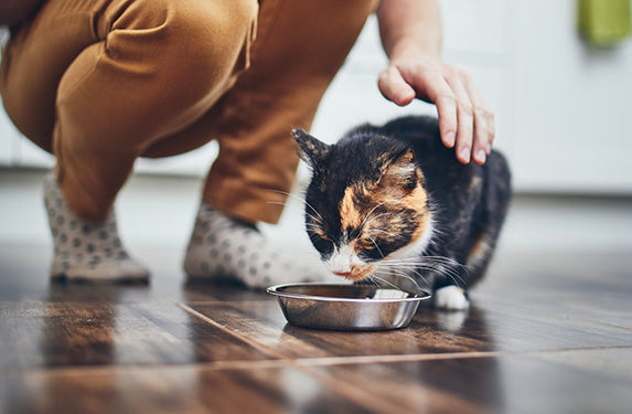 tri colour cat eating from steel dish
