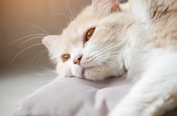 pale white and ginger cat
