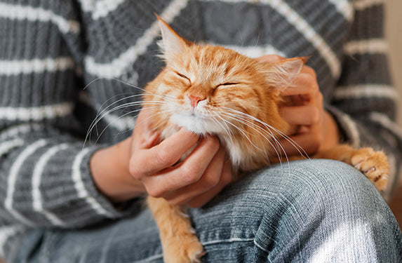 ginger cat in owners lap