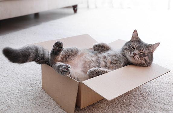 cat laying in box